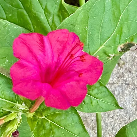 Menada Imperial Heights Villas * Sunny Beach